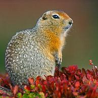 Arctic / Parry's ground squirrel (Spermophilus parryii) on tundra in autumn, Denali NP, Alaska, USA
<BR><BR>More images at www.arterra.be</P>
